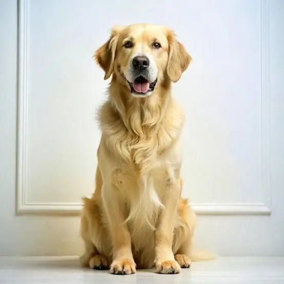 Perro